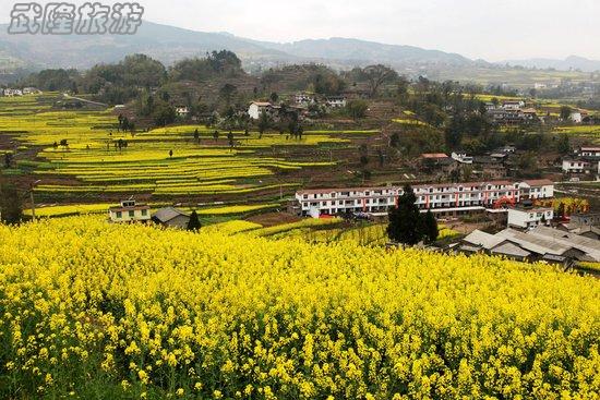 武隆廟埡第二屆油菜花節(jié)