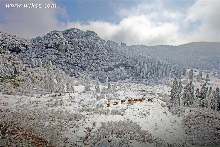 在雪中,馬兒體驗著自由的存在和生命對抗中的質感 仙女山