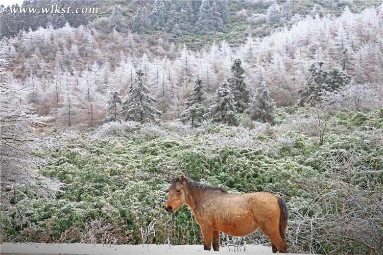 武隆仙女山:雪地奔馬 壯哉!美哉!