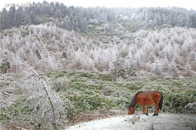 武隆仙女山:雪地奔馬 壯哉!美哉!