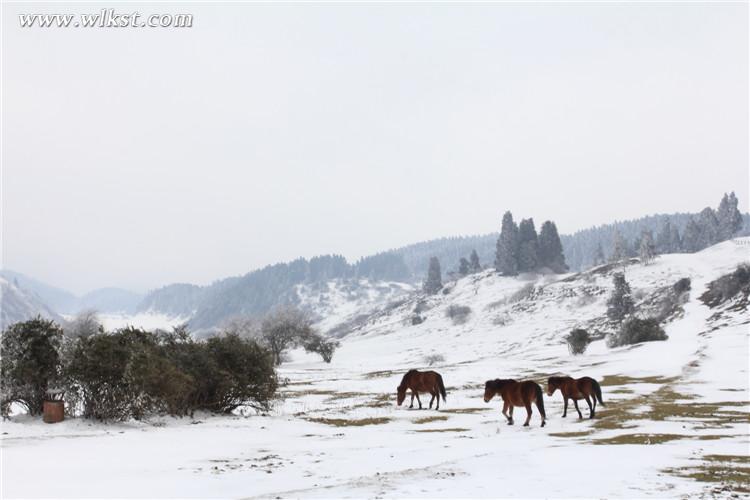 武隆仙女山:雪地奔馬 壯哉!美哉!