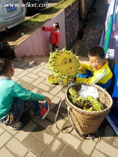 如果我是向日葵-你們就是我的陽光（重慶武?。? width=