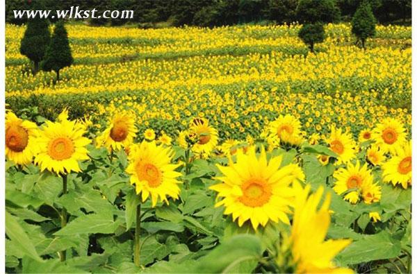 武隆仙女山打造葵花種植季 邀市民體驗“開心農(nóng)場”