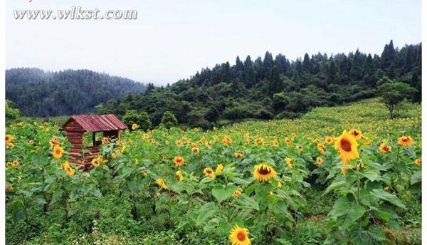 武隆仙女山打造葵花種植季 邀市民體驗“開心農(nóng)場”