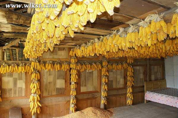 楊威父子在節(jié)目中住過(guò)的玉米房