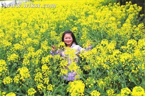 油菜花開