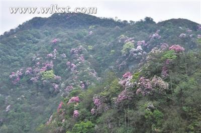 白馬滿山杜鵑花盛開
