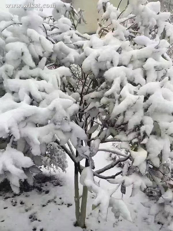仙女山驟降大雪 三八節(jié)陪她一起到“白頭”