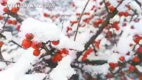 仙女山驟降大雪 三八節(jié)陪她一起到“白頭”