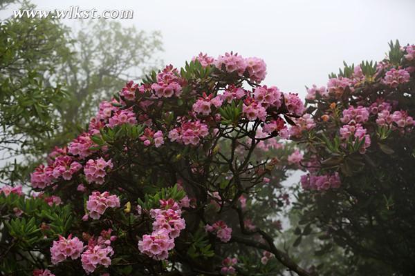 花團錦簇的杜鵑花