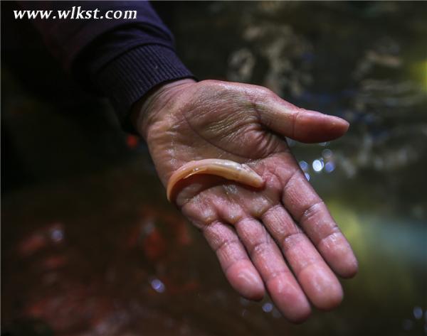 探險(xiǎn)隊(duì)成員發(fā)現(xiàn)的神奇生物