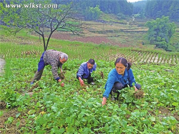  村民移栽油菜幼苗。