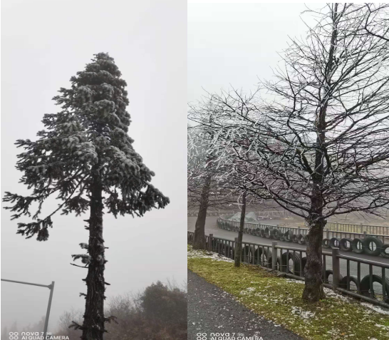 仙女山實時霧凇奇觀