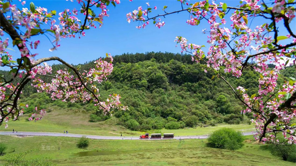 仙女山開(kāi)往春天的小火車(chē)