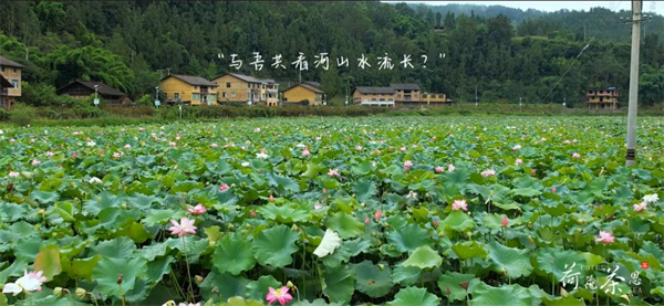 山水茶境點(diǎn)